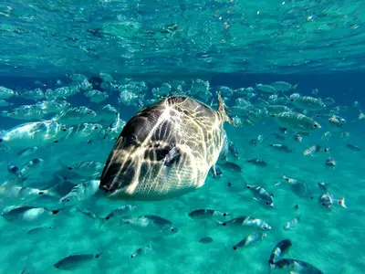 Altri animali domestici presso l'appartamento o nei dintorni