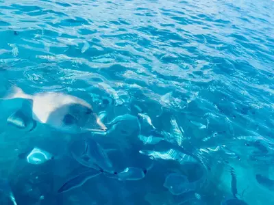Altri animali domestici presso la casa vacanze o nei dintorni
